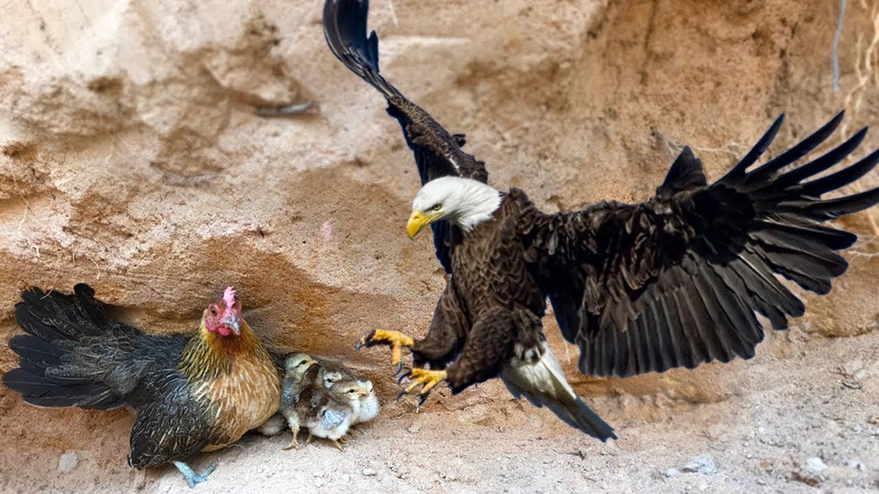 VÍDEO Gallina es viral por ganarle en una pelea a un águila 