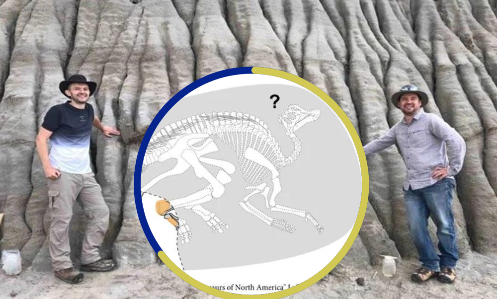 Momia de dinosaurio': descubren lo que puede ser uno de los dinosaurios  mejor conservados de la historia 