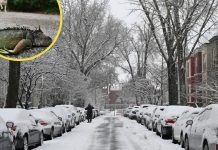 ¡Extremo! Estados Unidos enfrenta temperaturas bajas históricas que hasta congelan a las iguanas