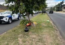 ¡Desgracia! Pasajera de moto perece tras aparatoso accidente en el Anillo Periférico